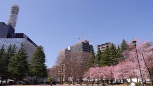仙台錦町公園の桜